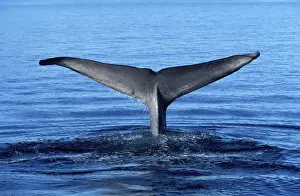 Diving Prints: Blue whale - tail flukes Photographed in the Gulf of California (Sea of Cortez), Mexico