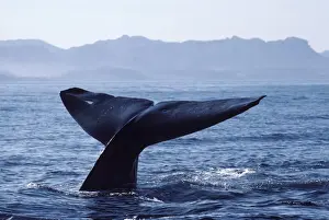 Blue whale - The tips of the flukes of this whale have been cut, probably by predators. Note also the prominent white scar. Photographed in the Gulf of California (Sea of Cortez), Mexico AM 267