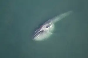 Blue Whale - This whale has been gathering food deep within the water column and reaches the surface with the throat pleats still distended, forming an enormous pouch. The whale is laying on its side, a pectoral flipper visible above