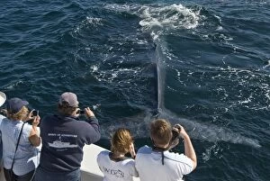 Baleen Gallery: Blue Whale - with whale watchers