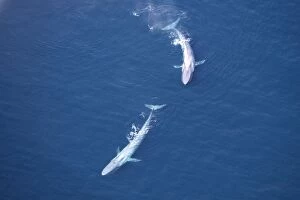 Aerials Collection: Blue Whales - Near surface Gulf of California (Sea of Cortez), Mexico
