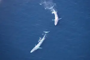 Emerging Prints: Blue Whales - Near surface Gulf of California (Sea of Cortez), Mexico