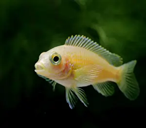 Blue White Labido – side view, tropical freshwater Lake Malawi 002963