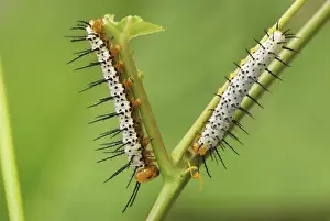 Spikes Prints: Blue and White Longwing Caterpillar / Grinning Heliconian Butterfly Colombia