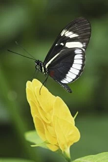 Images Dated 5th February 2007: Blue and White Longwing / Grinning Heliconian Butterfly Colombia