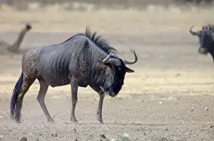 Angry Prints: Blue Wildebeest / Brindled Gnu / Common Wildebeest / White-bearded Wildebeest - Bull displaying territorial behaviour