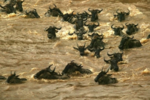 Blue Wildebeest / Brindled Gnu - Crossing river during migration Blue Wildebeest / Brindled Gnu - Crossing river during migration