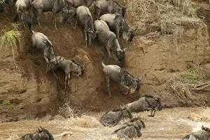 Blue Wildebeest / Brindled Gnu Crossing river during migration Mara River, Maasai Mara, Kenya, Africa