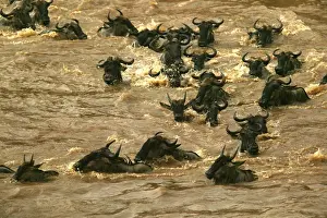 Blue Wildebeest / Brindled Gnu Crossing river during migration Mara River, Maasai Mara, Kenya, Africa