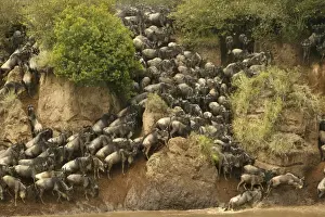Blue Wildebeest / Brindled Gnu Crossing river during migration Mara River, Maasai Mara, Kenya, Africa