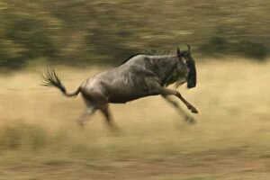Images Dated 28th August 2003: Blue Wildebeest / Brindled Gnu On migration Maasai Mara, Africa