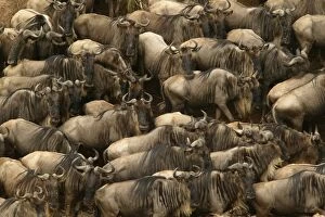 Images Dated 29th August 2003: Blue Wildebeest / Brindled Gnu On migration Mara River, Maasai Mara, Kenya, Africa