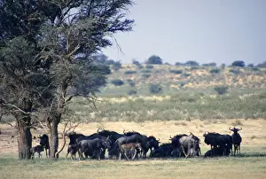 Camelthorn Prints: Blue wildebeest / Common wildebeest / Brindled Gnu / White-bearded wildebeest - herd resting in shade of camelthorn