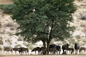 Blue wildebeest / Common wildebeest / Brindled Gnu / White-bearded wildebeest - herd resting in shade of camelthorn at midday. Kgalagadi Transfrontier Park, Northern Cape, South Africa