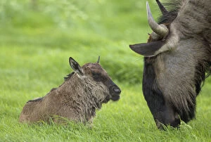 Bovidae Gallery: Blue Wildebeest - female and her newly born calf