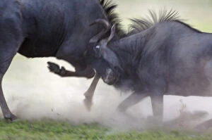 Bovidae Gallery: Blue Wildebeest - fighting at dawn - during