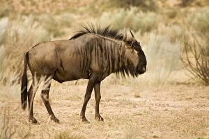 Images Dated 9th May 2008: Blue Wildebeest-Foragig among Kalahari Shrub Kgalagadi Transfrontier Park-South