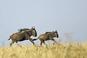 Blue Wildebeest / Gnu - running