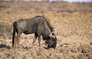 Images Dated 18th October 2004: Blue wildebeest Grazing on grass stumps, Kgalakgadi Transfrontier Park, South Africa