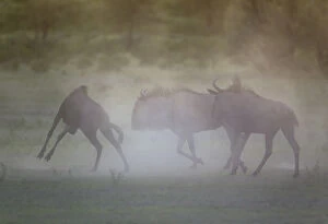 Bovidae Gallery: Blue Wildebeest - having trouble at dawn - during
