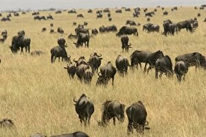 Images Dated 27th August 2004: Blue Wildebeest - herd. Maasai Mara National Park - Kenya - Africa