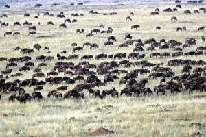 Images Dated 29th August 2004: Blue Wildebeest - herd. Maasai Mara National Park - Kenya - Africa