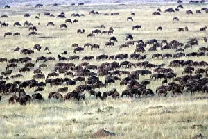 Blue Wildebeest - herd. Maasai Mara National Park - Kenya - Africa