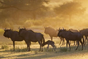 Bovidae Gallery: Blue Wildebeest - herd with newly born calf at sunrise