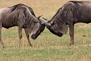Face To Face Collection: Blue Wildebeest - two locking horns. Maasai Mara National Park - Kenya - Africa