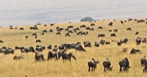 Images Dated 27th August 2004: Blue Wildebeest. Maasai Mara - Kenya