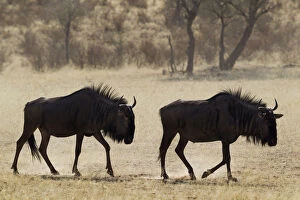 Bovidae Gallery: Blue Wildebeest - roaming in the dry riverbed of