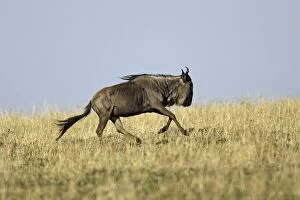 Images Dated 30th August 2004: Blue Wildebeest - running. Maasai Mara National Park - Kenya - Africa