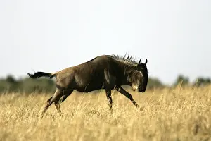 Blue Wildebeest - running. Maasai Mara National Park - Kenya - Africa