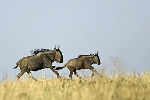 Blue Wildebeest - running. Maasai Mara National Park - Kenya - Africa