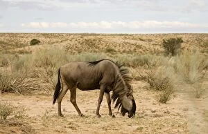 Images Dated 9th May 2008: Blue Wildebeest-Side profile whilst feeding Kgalagadi Transfrontier Park-South