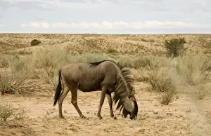Blue Wildebeest-Side profile whilst feeding Kgalagadi Transfrontier Park-South Africa-Botswana-Africa
