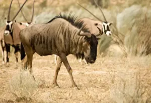 Blue Wildebeest-With Oryx in the background Kgalagadi Transfrontier Park-South Africa-Botswana-Africa
