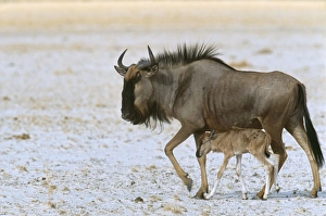 Images Dated 2nd May 2008: Blue Wildebeeste - with newborn Namibia