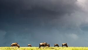 Images Dated 16th October 2014: Blue Wildebeests grazing