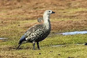 Blue Winged Prints: Blue-winged Goose. Rare and endmic to Ethiopia