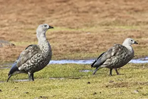 Blue-winged Goose. Rare and endmic to Ethiopia. Bale Mountains - Ethiopia - Africa. 4000 m- 4300 m