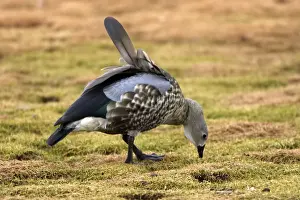Blue-winged Goose. Rare and endmic to Ethiopia. Bale Mountains - Ethiopia - Africa. 4000 m- 4300 m