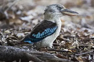 Blue-winged Kookaburra At Bathurst Head, Cape York, Queensland, Australia