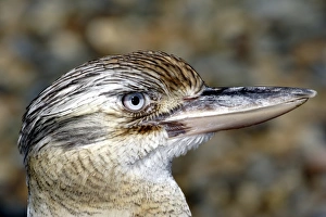 Images Dated 2nd May 2005: Blue-winged kookaburra (Dacelo leachii) Port Douglas, Queensland, Australia Captive specimen