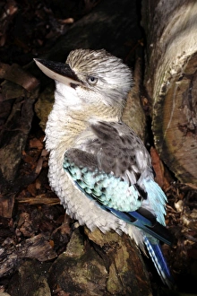 Images Dated 2nd May 2005: Blue-winged kookaburra (Dacelo leachii) Port Douglas, Queensland, Australia Captive specimen