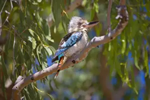 Blue-winged Kookaburra - female adult Blue-winged Kookaburra sitting on a gum tree looking out - Western Australia, Australia