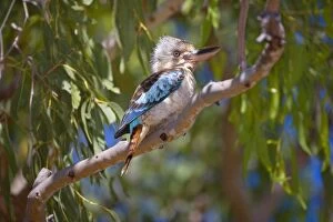 Images Dated 9th July 2008: Blue-winged Kookaburra - female adult sitting on a gum tree looking out