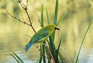 Images Dated 13th October 2004: Blue-winged Leafbird Male, Asia