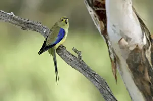 Blue-winged Parrot - Peter Murrell Reserve - Hobart, Tasmania, Australia