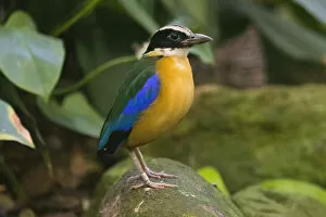 Controlled Collection: Blue-winged Pitta, perched on stone, under controlled conditions, Lower Saxony, Germany